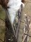 Avery Standard Neoprene 3mm Dog Vest in Marshgrass Camo - XL