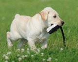 Dog Training Dummy: Avery 2" Black/White Flasher Canvas Puppy Dummy 8.5" Long