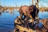 Avery Neoprene 5mm Bodyshield Pro Dog Vest in Bottomland Camo - XL