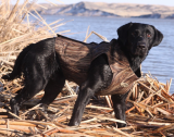 Avery Standard Neoprene 3mm Dog Vest in Marshgrass Camo - 3XL