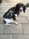 Avery Neoprene 5mm Dog Vest in Bottomland Camo - 3XL
