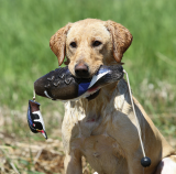 Avery Wood Duck