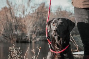 Dog Lead: Olive Green Slip Lead, 12mm thick, 1.5m long