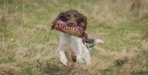 Dog Training Dummy: 450g (1lb) Cock Pheasant Canvas Dummy