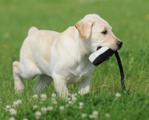 Dog Training Dummy: Avery 2" Black/White Flasher Canvas Puppy Dummy 8.5" Long