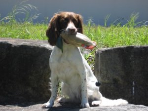 Dokken Small Mallard Drake Dog Training Dummy