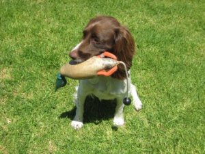 Dokken Small Mallard Drake Dog Training Dummy