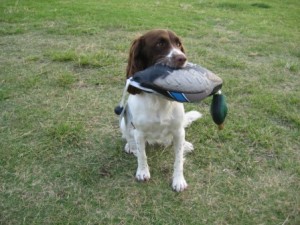 Avery Medium Sized Mallard Drake