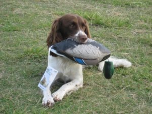 Avery Medium Sized Mallard Drake