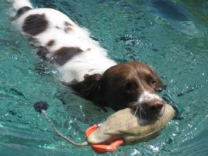 Dokken Small Mallard Drake Dog Training Dummy