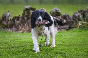 Dog Training Dummy: Flight Mallard Range Throw Dummy Ball