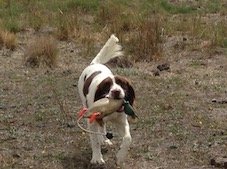 Dokken Small Mallard Drake Dog Training Dummy