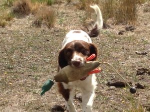 Dokken Small Mallard Drake Dog Training Dummy