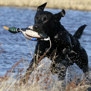 Avery Medium Sized Mallard Drake