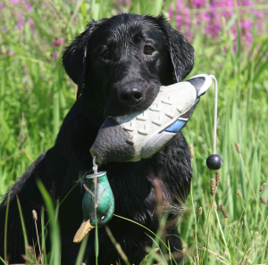 Avery Medium Sized Mallard Drake