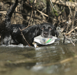 Avery Pintail Duck