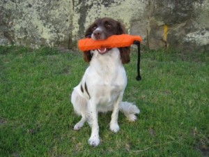 Avery 2" Mixed Orange-White Twin Pack Hexa-Bumpers