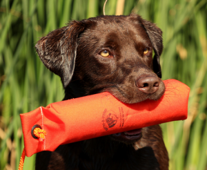 Dog Training Dummy: RRT 3" Cordura Orange RATG/RT Dummy 13" Long