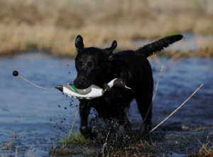 Avery Pintail Duck