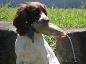 Dokken Small Mallard Drake Dog Training Dummy