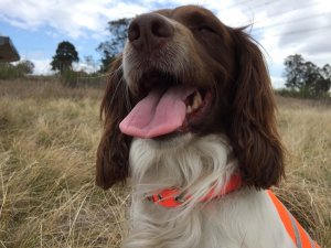 SOS Blaze Orange and Reflective Gun Dog Vest Medium Size Vest-Collar Combo