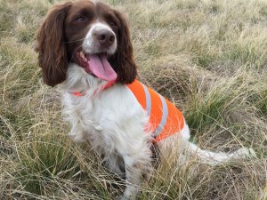 SOS Blaze Orange and Reflective Gun Dog Vest Medium-Large Size