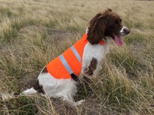 SOS Blaze Orange and Reflective Gun Dog Vest Med/Large Size-Collar Combo