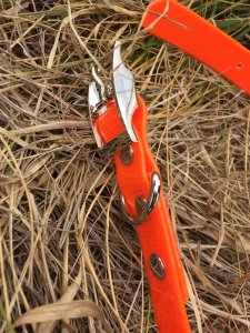 SOS Blaze Orange Dog Collar 2.5cm Wide 65cm with Silver Buckle