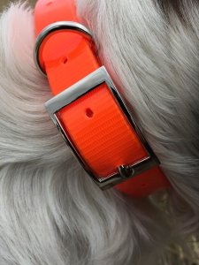 SOS Blaze Orange Dog Collar 2.0cm Wide 55cm Long with Silver Buckle