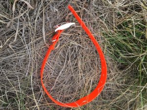 SOS Blaze Orange Dog Collar 2.5cm Wide 65cm with Silver Buckle