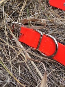 SOS Blaze Orange Dog Padded Collar 2.0cm Wide 55cm Long with Silver Buckle