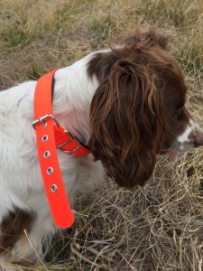 SOS Blaze Orange Dog Padded Collar 2.0cm Wide 55cm Long with Silver Buckle