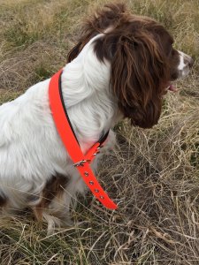 SOS Blaze Orange Dog Padded Collar 2.0cm Wide 55cm Long with Silver Buckle