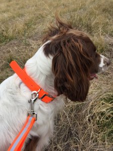 Dog Lead: Blaze Orange Reflective 2 Handled Dog Lead
