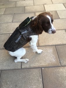 Avery Standard Neoprene 3mm Dog Vest in Bottomland Camo - Small