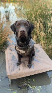 Avery LAB Sized Neoprene 5mm Boater's Dog Vest in Habitat Camo - Large