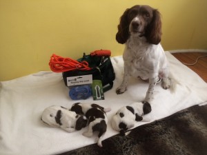 Gun Dog Training Pack: Puppy starter pack