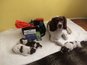 Gun Dog Training Pack: Puppy starter pack