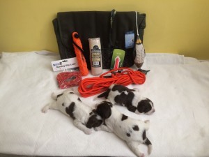 Gun Dog Training Pack: Gundog intermediate training pack