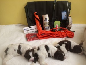 Gun Dog Training Pack: Gundog intermediate training pack