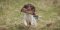 Dog Training Dummy: 450g (1lb) Cock Pheasant Canvas Dummy