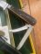Puma Knife: Puma 1990 Waidmesser GameKeeper Knife with Stag Handle & Green & Yellow Box #24091
