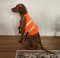 SOS Blaze Orange and Reflective Gun Dog Vest Large Size