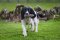 Dog Training Dummy: Flight Mallard Range Throw Dummy Ball
