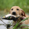 Avery Greenwing Teal