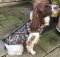 Avery Standard Neoprene 3mm Dog Vest in BuckBrush Camo - Medium