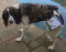 Avery Standard Neoprene 3mm Dog Vest in Blades - Medium