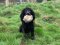 Dog Training Dummy: Large Real Rabbit Skin Distance-Marking Ball