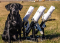 Remote Launcher: RRT Gun Dog Training 3-Dummy Versa-Launcher Remote Launcher Set