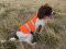 SOS Blaze Orange and Reflective Gun Dog Vest Medium Size